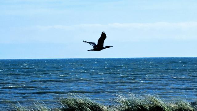A silhouette of a great cormorant with outstretched wings flies over a vast expanse of rippling dark blue ocean. In the foreground, out-of-focus green dune grasses sway gently. The sky above is a clear, light blue with a few wispy white clouds on the horizon.