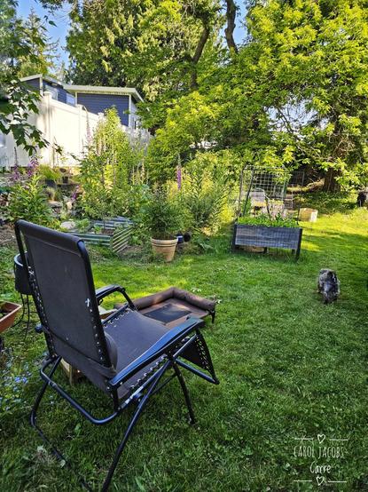 Our wild, messy, eclectic garden. The lawn is growing smaller, although you can see that from here. There are new vegetable beds off to the right behind the garage. Monty isn't sure what to make of them.

Laurie spent four thankless years taking care of her father after he had a stroke. The garden was in a holding pattern. He died last year, and it took her a year to recover. But now she's putting all that energy into wilding and taming the backyard, as it were. So much energy.

Those fireweeds and foxgloves are over 6 feet high ( about 2m). Such an exuberant year!