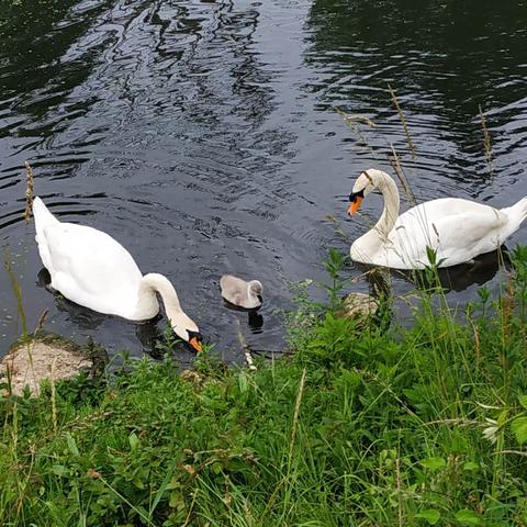 Un bébé cygne, tout duveteux et de couleur cendrée, barbote entre ses deux parents au bord d'une berge bien végétale. Il a l'air petit en comparaison, mais il est déjà un peu grand, genre de la taille d'un petit canard (pas du tout vilain).