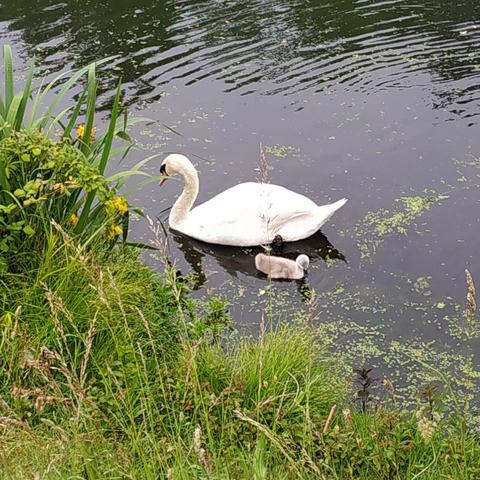 Le petit à côté d'un parent cygne, bec replié contre son cou ( c'était avant de plonger la tête dans l'eau pour manger des algues).