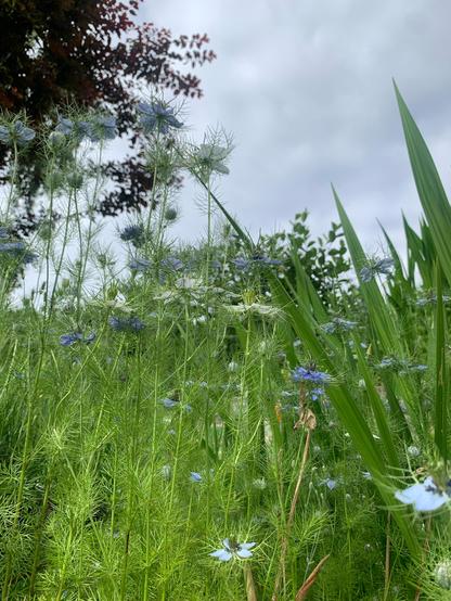 filigranes, helles grün mit zarten weissen und blauen blüten: jungfern im grünen.