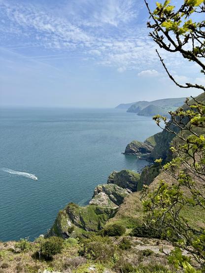 A viewpoint along the South-West Coast path reveals the rugged cliff-bound coastline of North Devon. The sea is blue, reflecting the sky, and a small motorised boat heads to the rocky shore. A dwarf oak fringes the right of the image.