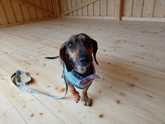 Effie steht im Shelter und hebt ein Vorderbein leicht an.