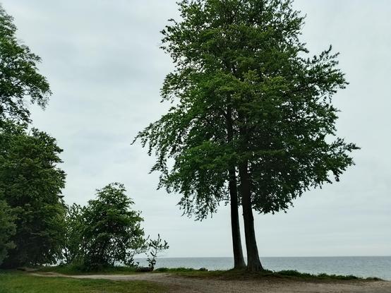 Blick vom Waldweg auf zwei Laubbäume und das dahinter liegende Meer. Der Himmel ist grau und ebenso die Ostsee.