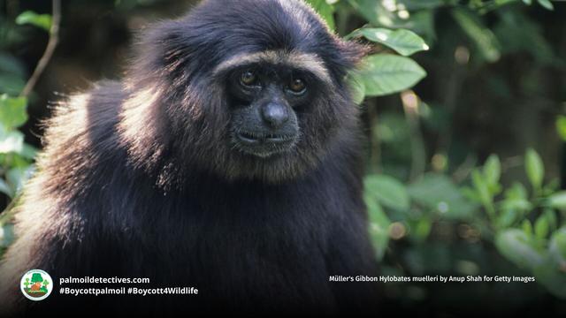 DYK Müller's #Gibbons recognise each other's calls with 95% accuracy? 🎵🪇📢This reflects deep social bonds and intelligence 🐵🐒🤎 #Endangered by #palmoil and hunting, help them survive! 🌴🩸🔥🚫 #BoycottPalmOil for them #Boycott4Wildlife @palmoildetect https://palmoildetectives.com/2021/02/06/bornean-gibbon-hylobates-muelleri/?utm_source=mastodon&utm_medium=Palm+Oil+Detectives&utm_campaign=publer