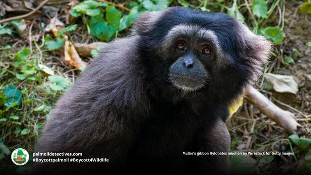 DYK Müller's #Gibbons recognise each other's calls with 95% accuracy? 🎵🪇📢This reflects deep social bonds and intelligence 🐵🐒🤎 #Endangered by #palmoil and hunting, help them survive! 🌴🩸🔥🚫 #BoycottPalmOil for them #Boycott4Wildlife @palmoildetect https://palmoildetectives.com/2021/02/06/bornean-gibbon-hylobates-muelleri/?utm_source=mastodon&utm_medium=Palm+Oil+Detectives&utm_campaign=publer