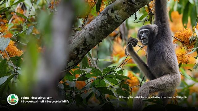 DYK Müller's #Gibbons recognise each other's calls with 95% accuracy? 🎵🪇📢This reflects deep social bonds and intelligence 🐵🐒🤎 #Endangered by #palmoil and hunting, help them survive! 🌴🩸🔥🚫 #BoycottPalmOil for them #Boycott4Wildlife @palmoildetect https://palmoildetectives.com/2021/02/06/bornean-gibbon-hylobates-muelleri/?utm_source=mastodon&utm_medium=Palm+Oil+Detectives&utm_campaign=publer