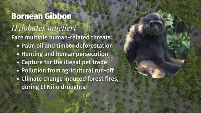 DYK Müller's #Gibbons recognise each other's calls with 95% accuracy? 🎵🪇📢This reflects deep social bonds and intelligence 🐵🐒🤎 #Endangered by #palmoil and hunting, help them survive! 🌴🩸🔥🚫 #BoycottPalmOil for them #Boycott4Wildlife @palmoildetect https://palmoildetectives.com/2021/02/06/bornean-gibbon-hylobates-muelleri/?utm_source=mastodon&utm_medium=Palm+Oil+Detectives&utm_campaign=publer