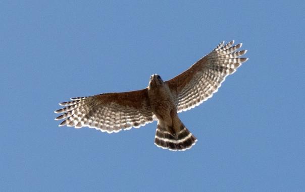 Hawk in full flight, above, backlight by Sun against blue sky