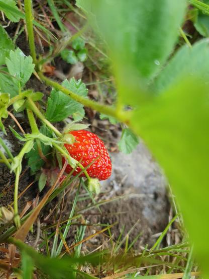 Eine rote Erdbeere hängt an einer Erdbeerpflanze. Hinter ihr schaut ein Stein aus dem Boden. Die rechte Bildhälfte wird von einem Erdbeerblatt verdeckt.