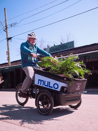 Older man riding a cargo bike with a green plant in the front basket | Homme à la retraite conduisant un vélo-cargo avec une plante verte dans l'espace de chargement.
