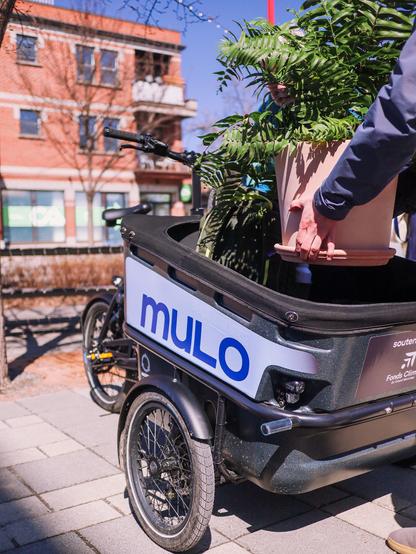Person putting down a green plant in the cargo space of the bicycle | Personne déposant une plante verte dans l'espace de chargement du vélo-cargo.