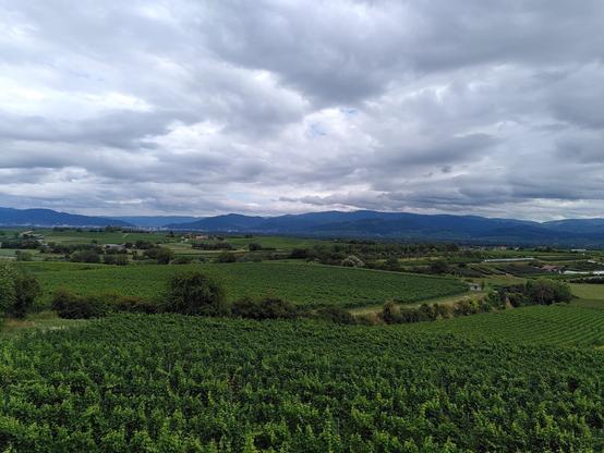 Blick über Weinreben. Wolkiger Himmel.Im Hintergrund die Berge des Schwarzwaldes.
