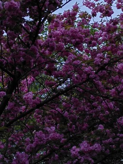 Ein Baum voller rose Blüten.