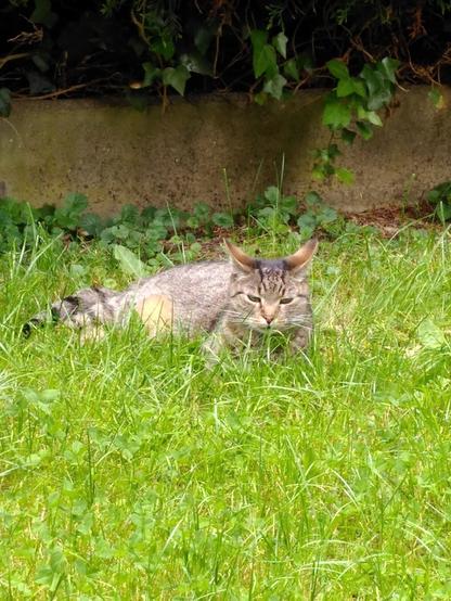 Eine getigerte Katze im grünen Gras.