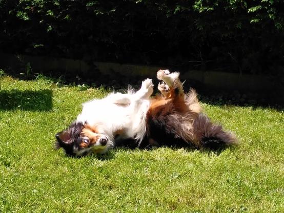 Ein dreifarbiger Hund, mit langem Fell, der sich im Gras auf dem Rücken wälzt.