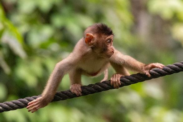 baby monkey clings to a rope stretched horizontally