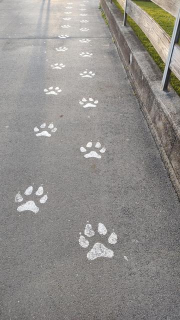 Bärentatzen aif Asphalt