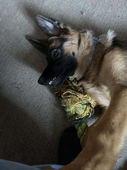 A German Shepherd puppy lying on the floor with a large rope toy. Her paw is on my leg and a top row of very white teeth are visible on her, pretty derpy, expression.