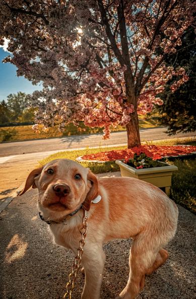 Jake in front of a pink tree