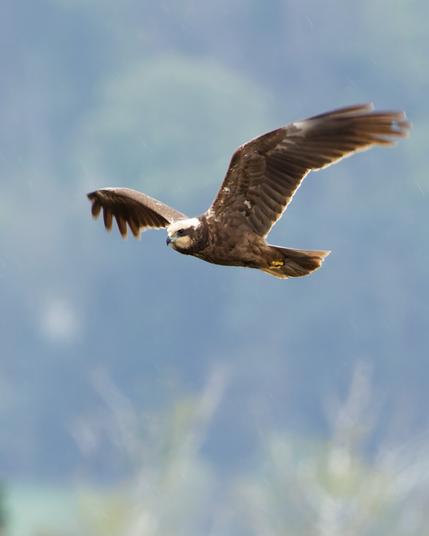 A female marsh harrier in flight