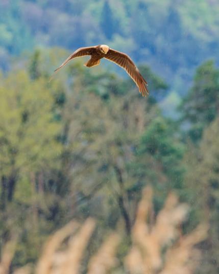 Reeds blury in the foreground 
Marsh harrier in the misdle sharp
Background forrest blury