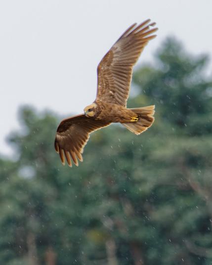 Marsh harrier making a tourn
Silhouette from below
Raindrops vissible