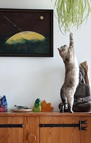 a beige-black-white lynx-point siamese cat is standing up on her hind legs on a medieval-looking pine cupboard (with amazing iron hinges) trying to reach a spider plant that's hanging from the ceiling. behind her is a large stone buddha statue, and at this point i think she was resting one front paw on his head while she reached with the other. there's a large painting on the wall of the sun in the sea with a golden moon in the sky, and there are assorted items on the surface of the cupboard: colourful wooden shapes and some ceramics.