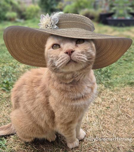 Original text: A large ginger cat sitting down and looking slightly up. He's sitting on some dryish grass and behind is a blurred garden.

My addition: he is now wearing a wide brimmed straw sunhat with white flower and feather decoration.