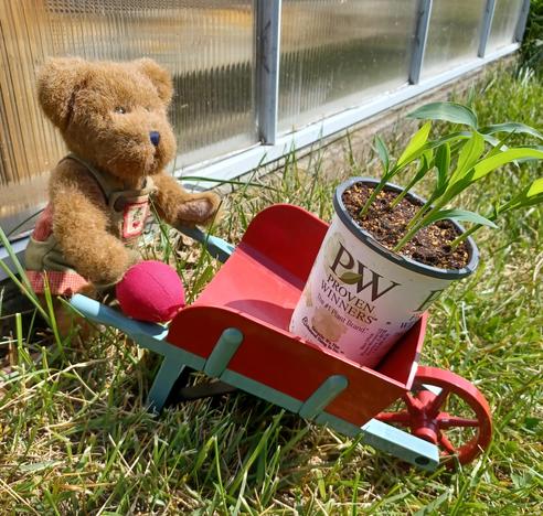 A ten inch tall (25cm), light brown teddy bear in green overalls stands looking to the right of the camera. His name is BeetBear. He is holding a beet in his right paw.  There is a bunch of beets embroidered on the bib of his overalls.  He is pushing a small red plastic wheelbarrow that has a 6 inch plant pot of corn seedlings in it.  Bright sunshine.  Base of small greenhouse wall in background.