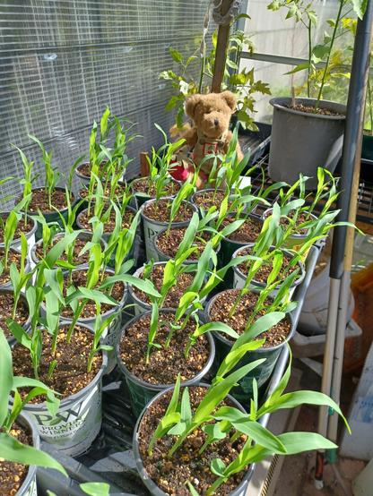 A ten inch tall (25cm), light brown teddy bear in green overalls sits looking directly at the camera. His name is BeetBear. He is holding a beet in his right paw.  There is a bunch of beets embroidered on the bib of his overalls.  In front of him, on a greenhouse bench are 33 6 inch plant pots that have 5 corn seedlings each.