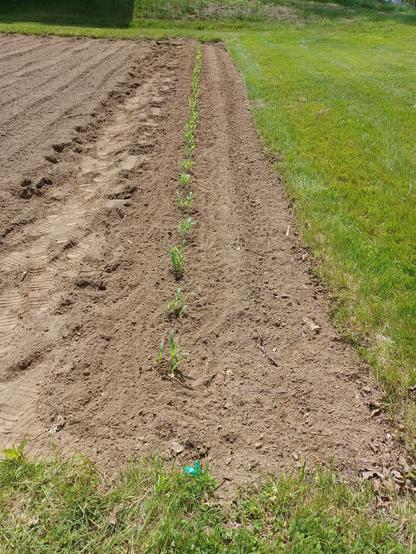 A garden plot about 40 feet wide (12 meters) showing a row of freshly planted corn running directly away from the camera.  Corn plants are about 4 inches tall (10 cm)  There are 33 "hills" of corn, each containing 5 plants.