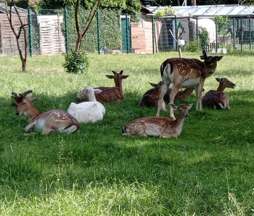 ein Rudel Hirsche in einem Gehege. Eines der Tiere ist komplett weiß.