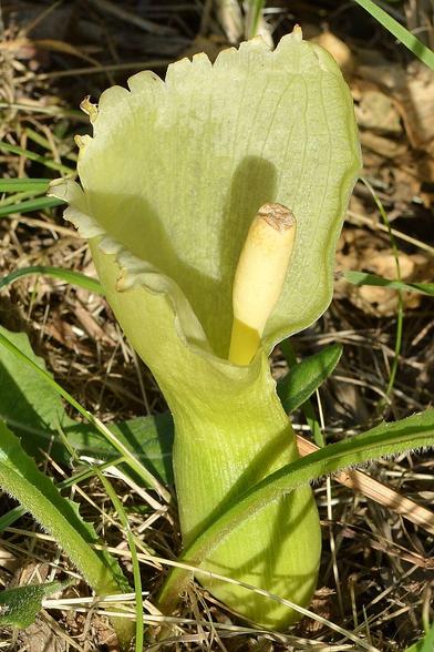 A photo of an Italian Arum.