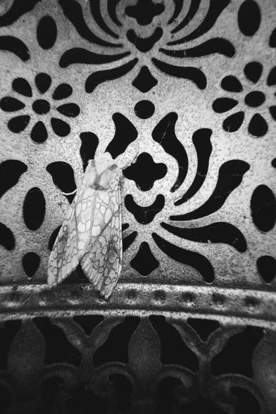 A moth with intricately patterned wings rests on a surface of decorative metal latticework. The black-and-white photo emphasizes the symmetry between the insect’s delicate markings and the ornate, floral-inspired cutouts behind it. Fine cobwebs are faintly visible, adding texture to the aged, slightly weathered metal.