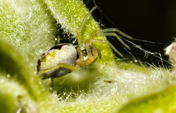 Tiny Spider among the plant fluff.