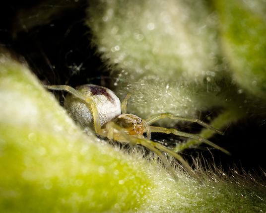 Tiny Spider among the plant fluff.