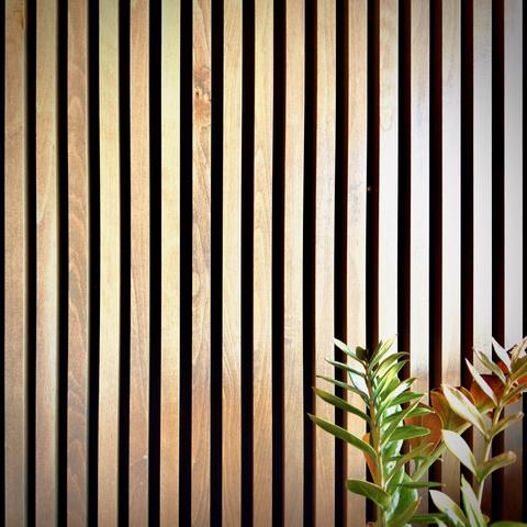 Vertical wooden slats—each just under two inches wide, with inch-wide spaces between—stretch across the frame with outdoor light shining across from out of frame right, as a tall ZZ plant's stems and leaves fill a small part of the bottom-right corner.