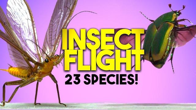Two insects are shown in flight against a purple background with yellow text reading "INSECT FLIGHT" and black text reading "23 SPECIES!" - one appears to be a yellow-bodied flying insect on the left and a green beetle-like insect on the right.