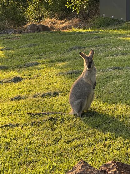 A female wallaby enjoys some early morning sun as she sits on the green grass