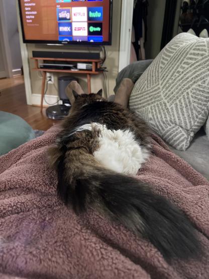 A cozy cat is lounging on a person's lap, with a TV in the background displaying streaming service options. A soft blanket covers the person's legs, and a decorative pillow is nearby.
