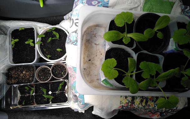 Image of the passenger seat and foot well of a small car. On the seat is a cover made from old bags from Glastonbury festivals and on that is a white tray containing 6 courgette plants. On the floor are several pots of various sizes with some containing sunflower and sweetcorn seedlings.