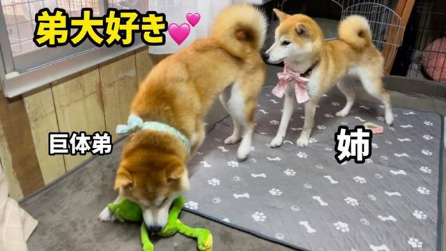 おもちゃも弟もどっちも溺愛する柴犬姉さんがおもしろい