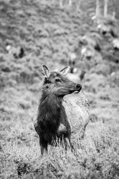 An elk standing in the sage brush at Antelope Flats.