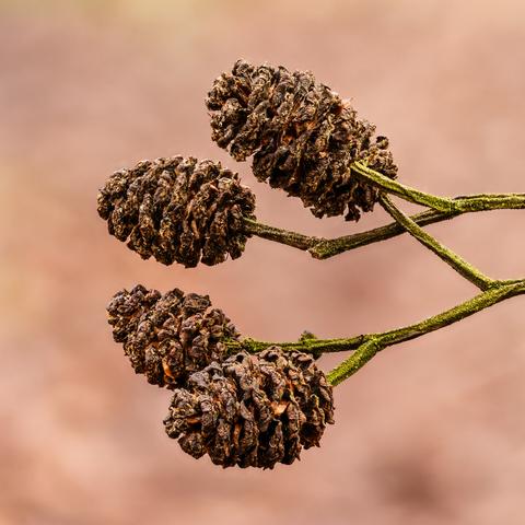Mature alder cones