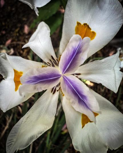 The image features a close-up view of a fortnight lily flower with a distinct purple and yellow pattern. The petals are predominantly white, with a smooth texture and a slight sheen. Each petal has a central vein that transitions from white to a soft purple, creating a striking contrast. The yellow markings are located at the base of the petals, adding a vibrant touch to the overall appearance. The center of the flower is visible, showcasing the stamens and pistil, which are typical of iris flowers. The background is blurred, suggesting a natural setting with hints of green foliage and brown earth, emphasizing the flower's details.

Provided by @altbot, generated privately and locally using Ovis2-8B
