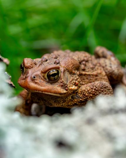 A toad looking up surrounded by blurred green background and a blurred gray in the foreground