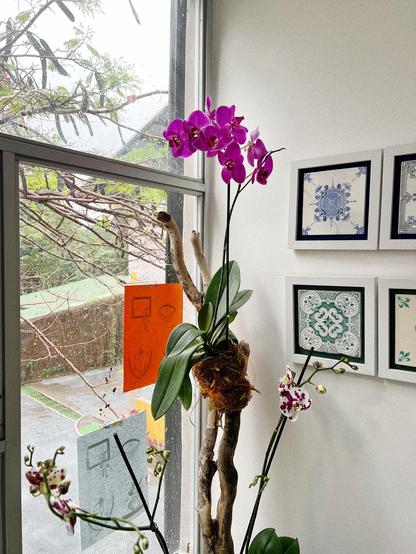 Fotografía en plano medio de un palo en forma de L sobre en el que se montaron dos orquídeas Phalaenopsis. Una es de color fucsia y la otra de color blanco con manchas fucsias.