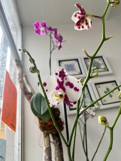 Fotografía de una orquídea Phalaenopsi color blanco con manchas fucsias.
