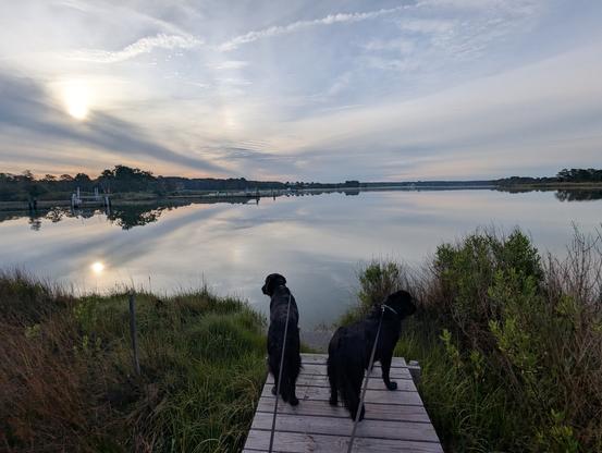 Photo of a calm morning sunrise over Harris Creek sun rising low to the left behind a gauzy grey cloud layer. A pale rainbow Sundog sits at 90° on a partial circumsolar arc. Marsh is green with riotous spring growth. Creek water is mirror flat and reflects the sun, sky and clouds.
In the foreground Miles and Jon two black Flat-Coated Retrievers stand on the wood walk looking out for interesting waterfowl.